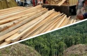 DIduga Maraknya Pembalakan Liar Akhir-Akhir Ini Yang Terjadi Di Kecamatan Parangloe Kabupaten Gowa | NEWS TV